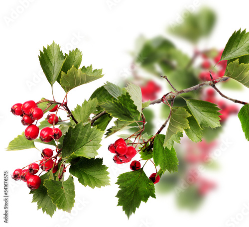Obraz na plátně Red hawthorn berries green branch Christmas decoration isolated