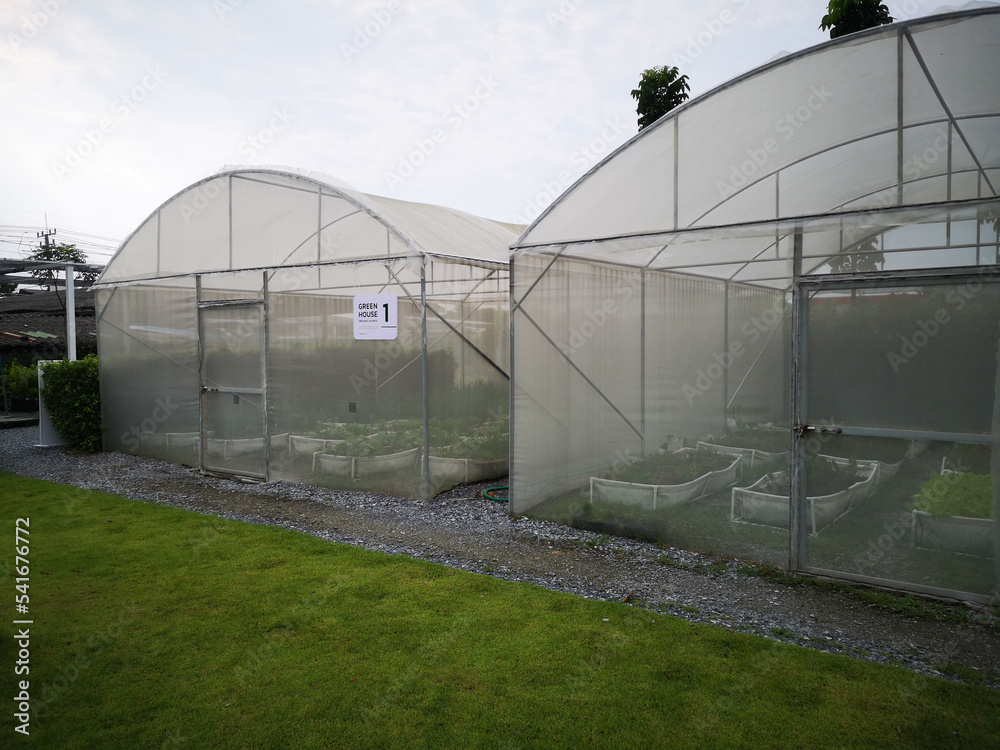 Organic vegetable in green house farm.  indoor plants.
Healthy food concept. 