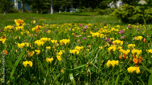 Fototapeta Naklejka Na Ścianę i Meble -  Spring flowers. Yellow field flowers blooming among green grass. Flowers blooming in nature. Focus is in the front. Selective focus close-up.