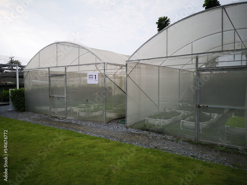 Organic vegetable in green house farm.  indoor plants. Healthy food concept.  © Shinpanu