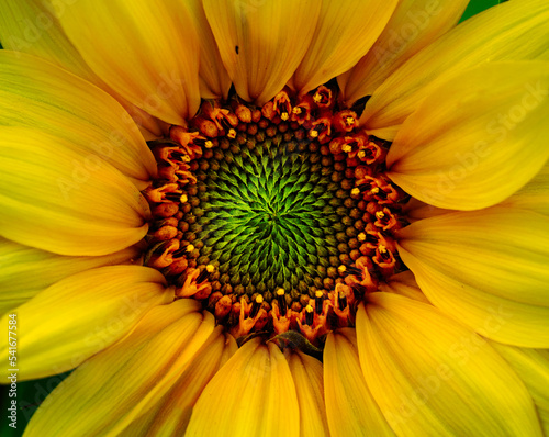 close-up on a sunflower