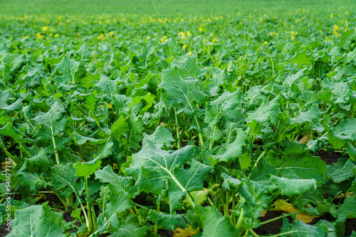 Field of sugar beet. Agricultural field. Sugar beet cultivation