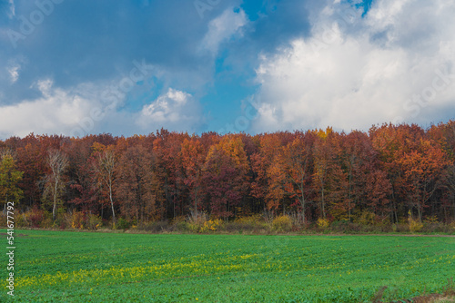A field of sugar beets on the background of an autumn forest. Sugar beet cultivation. Autumn trees on the background of the sky