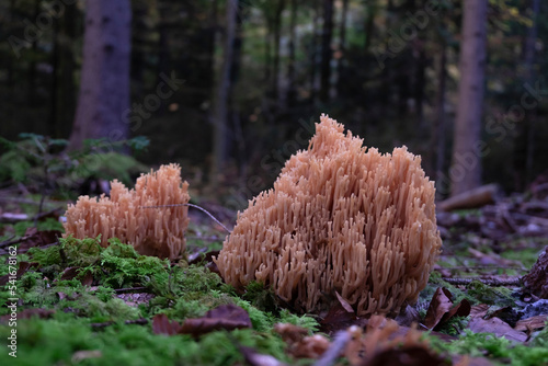 Ramaria farmosa, pink coral mushroom close-up. Salmon coral in the fotest ground with moss. photo