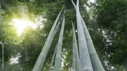 Beautiful tall bamboo clusters in the natural forest garden with golden sunlight shining in the evening.
