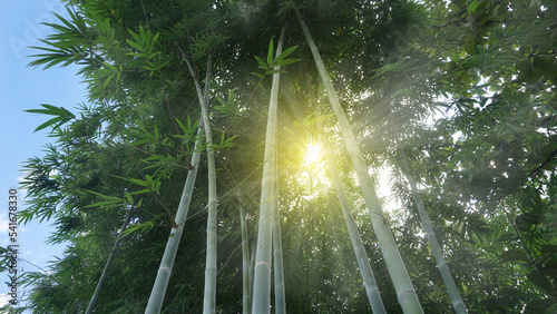 Beautiful tall bamboo clusters in the natural forest garden with golden sunlight shining in the evening.