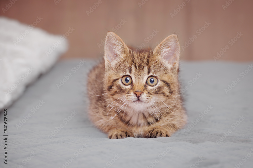 Portrait of a cute tabby kitten looking at the camera with wide open eyes lying on a bed cover indoors. Front view from a low angle.