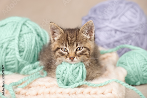 A cute tabby kitten, looking at the camera, lies on its stomach with its head resting on a ball of yarn. Low angle studio shot.
