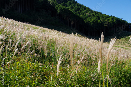 ススキの群生が有名な箱根仙石原高原