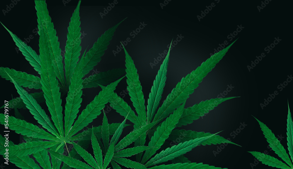 cannabis leaf green background black cannabis leaf green background black