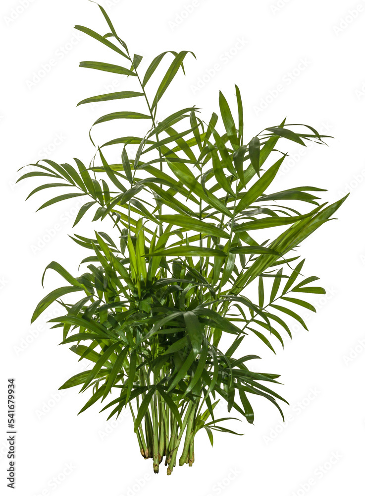 plant isolated plant isolated