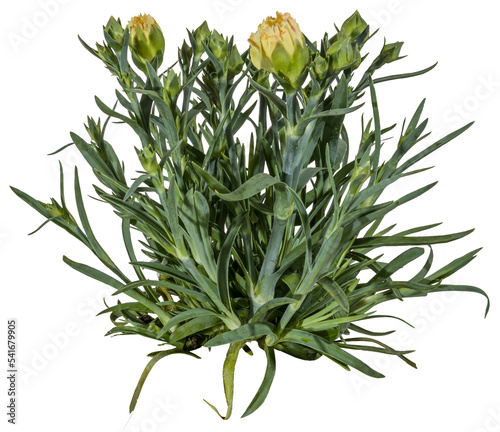 bouquet of yellow flowers
