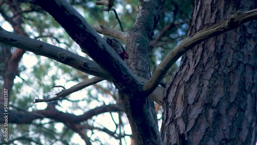 Great spotted woodpecker (Dendrocopos major) drumming on a pine tree branch in a forest, nordic woodland, distant medium closeup shot