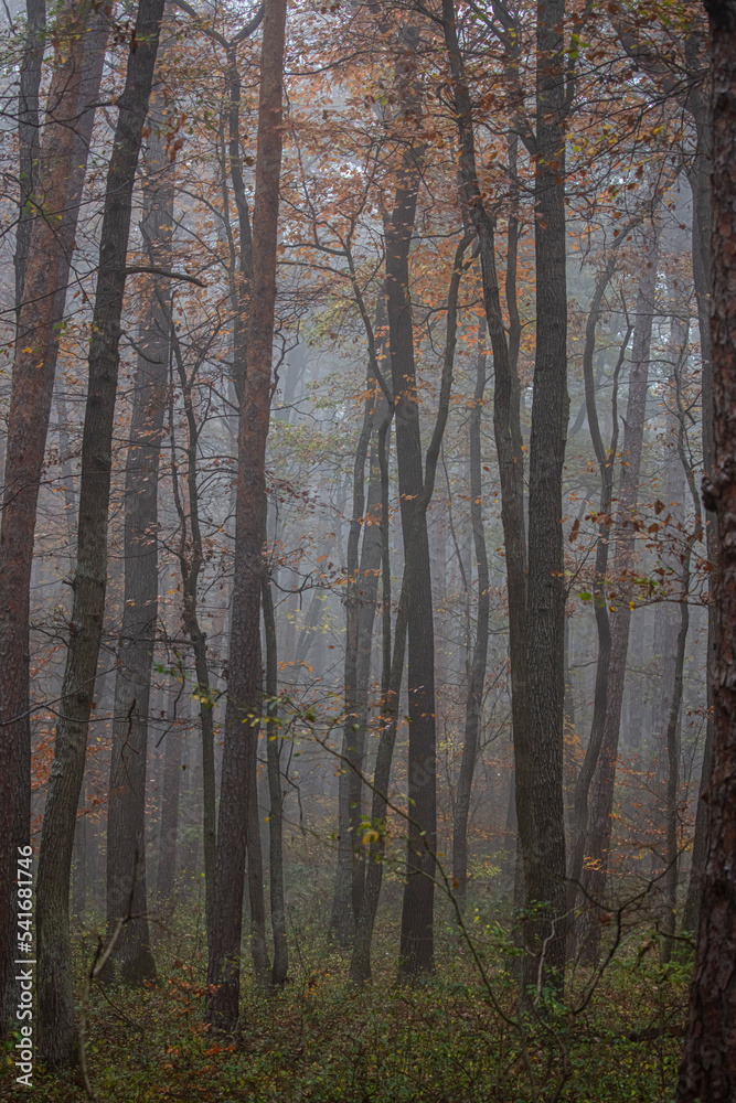 Fototapeta premium misty autumn forest in the morning