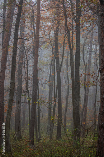 misty autumn forest in the morning © babaroga