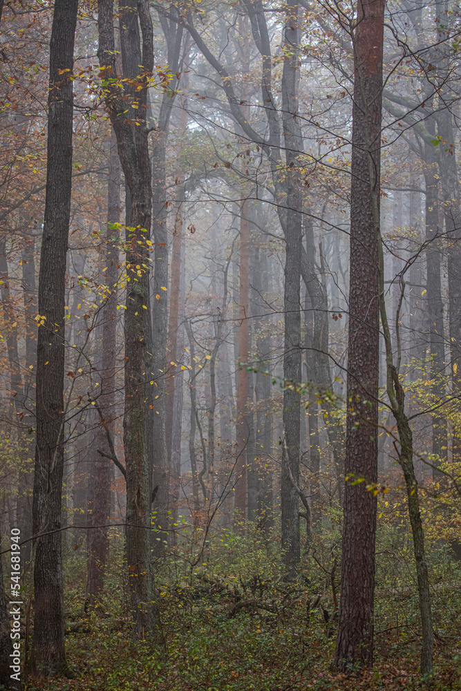 misty autumn forest in the morning misty autumn forest in the morning