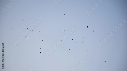 Flying carrion crows in the sky at winter.