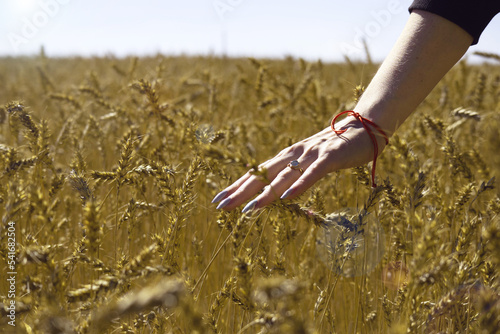 The girl runs her hand over the ripe ears of wheat. Wheat field on a sunny day. Autumn harvest concept. Wheat for baking bread