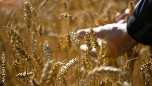 A male farmer runs his hands over mature ears of rye. Sunny day, glare on the ears of rye. Autumn harvest concept.
