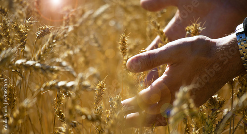 A male farmer runs his hands over mature ears of wheat. Sunny day, glare on ears of wheat. Autumn harvest concept. Wheat for baking bread