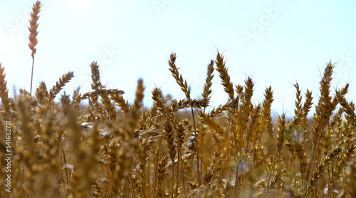 The girl runs her hand over the ripe ears of wheat. Wheat field on a sunny day. Autumn harvest concept. Wheat for baking bread