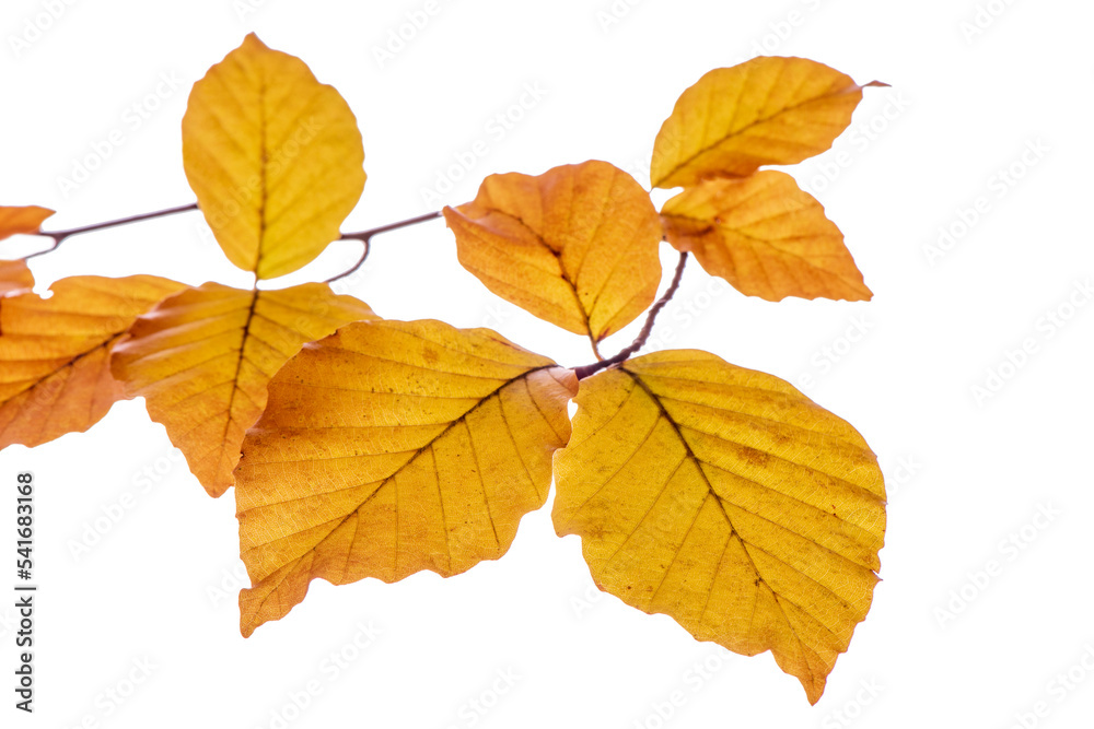 Zweig einer Buche im Herbst mit Herbstlaub Zweig einer Buche im Herbst mit Herbstlaub