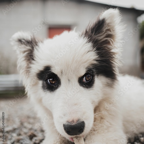 Vertical shot of a black and white mutt pappy