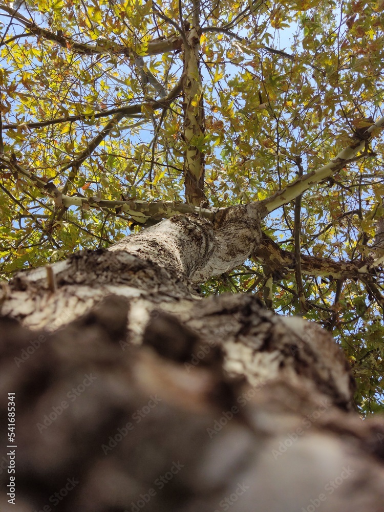 Fototapeta premium tree in the forest