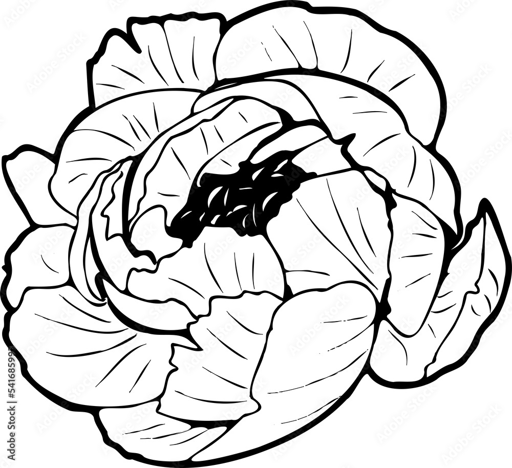 Fototapeta premium Peony