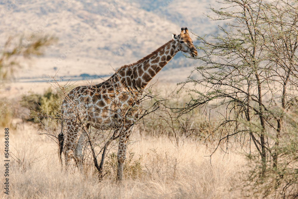 giraffe in the wild