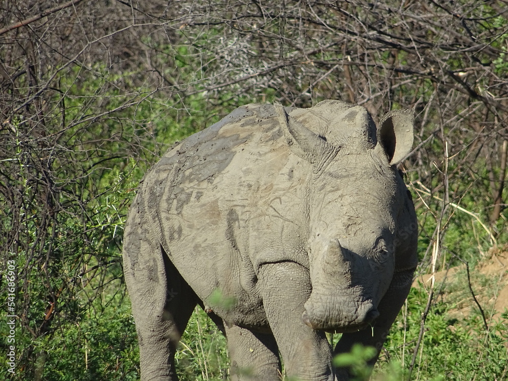 Fototapeta premium Rhinoceros