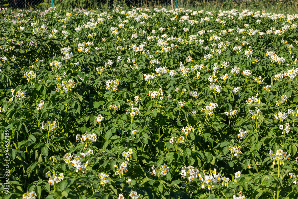 Closeup of a white and yellow blossoming potato plant in the foreground of large field in the Netherlands. It is early in the morning of a sunny day in the beginning of the summer season Closeup of a white and yellow blossoming potato plant in the foreground of large field in the Netherlands. It is early in the morning of a sunny day in the beginning of the summer season