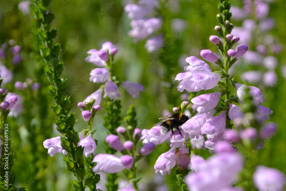 Physostegia virginiana, the obedient plant, obedience or false dragonhead. A bumblebee (or bumble bee, bumble-bee, or humble-beetakes) pollen from the flower Physostegia virginiana, the obedient plant, obedience or false dragonhead. A bumblebee (or bumble bee, bumble-bee, or humble-beetakes) pollen from the flower