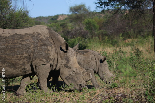 Rhinoceros Botswana