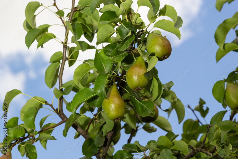 A bunch of pears in the tree. Benefits of pears. Blue sky Background. A bunch of pears in the tree. Benefits of pears. Blue sky Background.