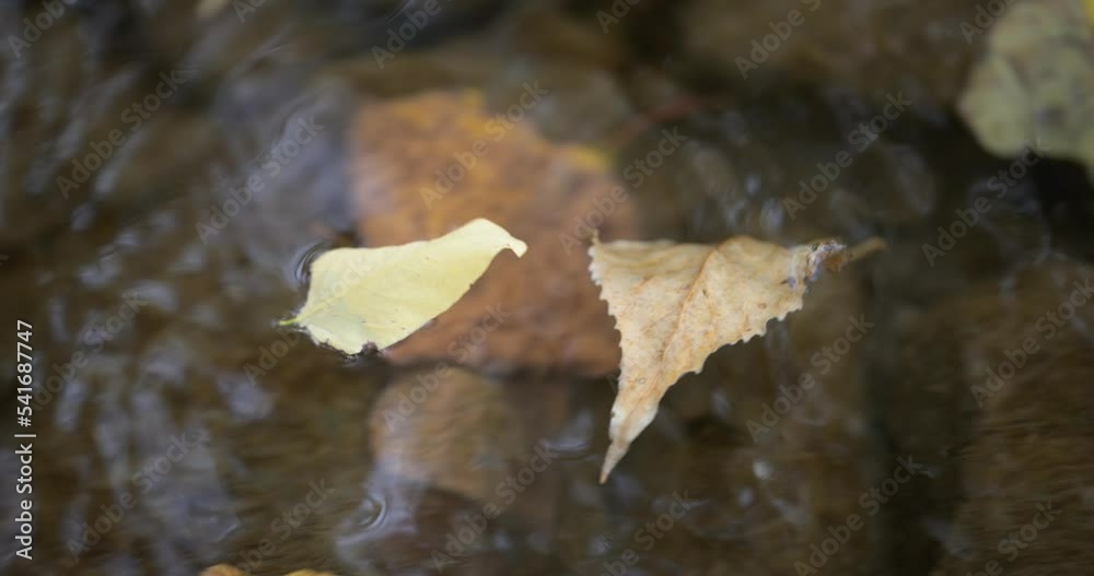 Fiume Autunno Fiume Autunno