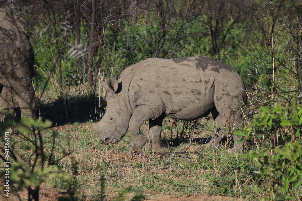Fototapeta premium Rhinoceros Botswana