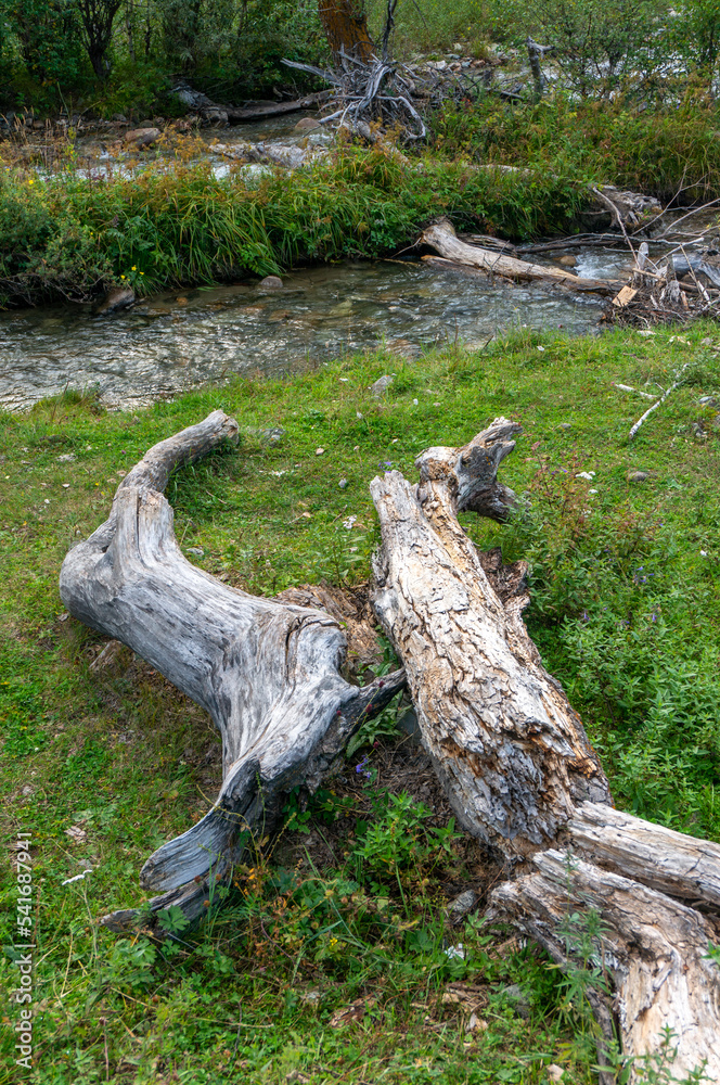 Obraz premium a small and calm mountain river in the green thickets.