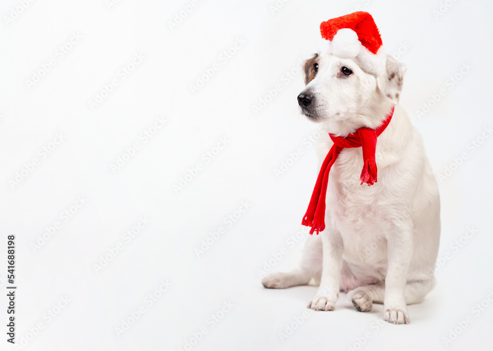 Portrait of a dog in a Santa hat. Concept of the New Year and Christmas. Portrait of a dog in a Santa hat. Concept of the New Year and Christmas.