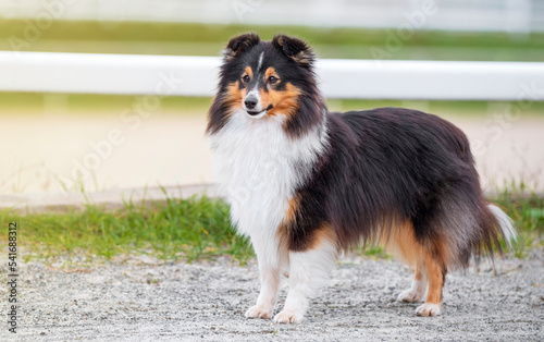 Collie. Sheltie. Stunning nice fluffy tricolor shetland sheepdog, dog outside portrait on a sunny summer day. Little collie dog smiling outdoors with blue heaven sky green grass. Sunlight. Summer photo