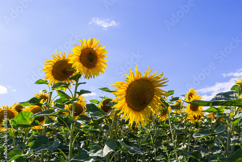Fototapeta Naklejka Na Ścianę i Meble -  Sunflowers are Growing on the Big field. Wonderful panoramic view field of sunflowers by summertime. Long rows of nice yellow sunflower in the field under the blue sky. Black sunflower seeds