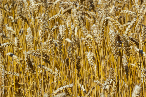 Fields of wheat at the end of summer fully ripe