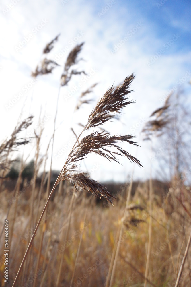 Obraz premium A sunny, windy Autumn day and some reeds
