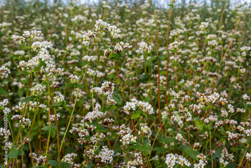 Blooming buckwheat Fagopyrum esculentum field in the rays of the summer sun  close-up