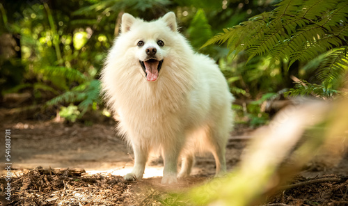 outdoor portrait of happy white fluffy dog on natural background. High quality photo © Alena Yakusheva