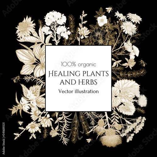 Vector frame of medicinal herbs in engraving style. Linear chamomile, chicory, clover, lavender, plantain, valerian, echinacea, rosehip, ginkgo, burdock, rosemary, nettle, St. John's wort