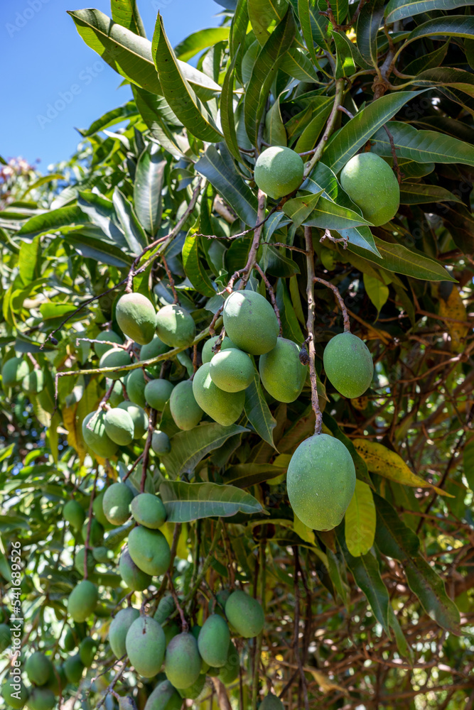 Small tasty Brazilian green mangoes hanging from the mango tree Small tasty Brazilian green mangoes hanging from the mango tree