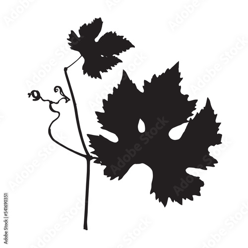 The imprint of a natural branch of grapes. Silhouette of a grape leaf. Botanical vector illustration. 