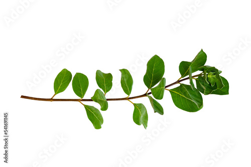 leaf vine Isolate on transparent background PNG file