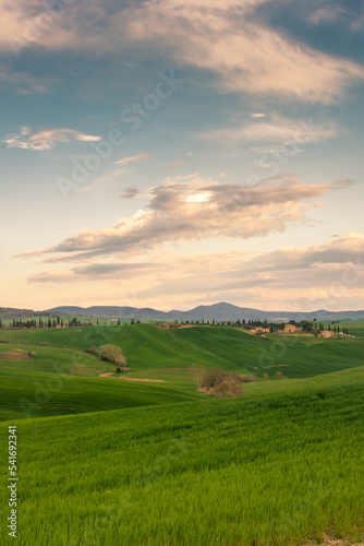 Green hills of the Tuscany countryside at sunset   Italy